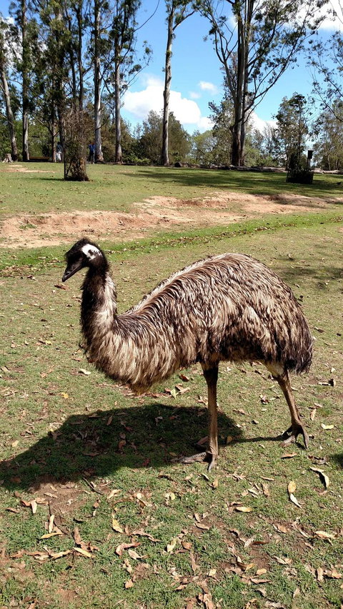 Lone Pine Koala Sanctuary Day Pass - QLD Tourism 8