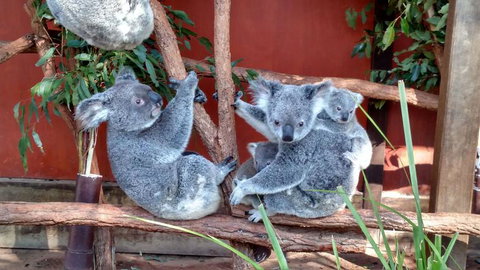 Lone Pine Koala Sanctuary Day Pass - QLD Tourism 3