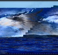 Whale Watching Cruise from Redcliffe Brisbane or the Sunshine Coast - QLD Tourism