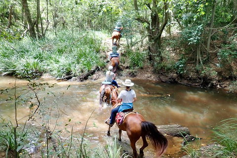 Country Day Ride From Mt Goomboorian With Rainbow Beach Horse Rides - QLD Tourism 1