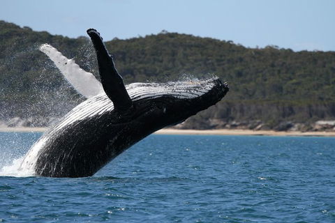Hervey Bay Ultimate Whale Watching Cruise - QLD Tourism 0
