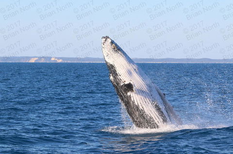 Hervey Bay Whale Watching Cruise - Queensland Tourism 2