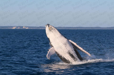 Hervey Bay Whale Watching Cruise - Queensland Tourism 3