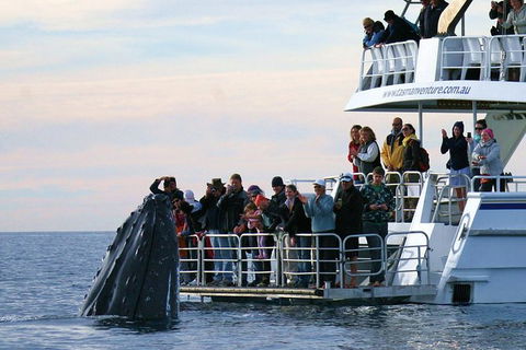 Hervey Bay Whale Watching Cruise - Queensland Tourism 0