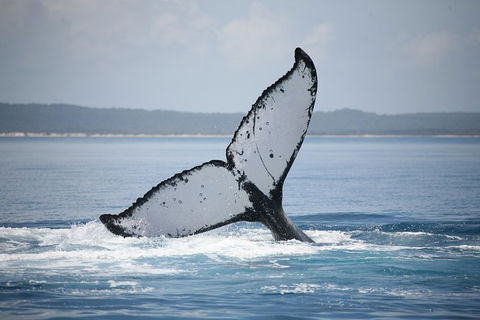 Hervey Bay Whale Watching Cruise - Queensland Tourism 1