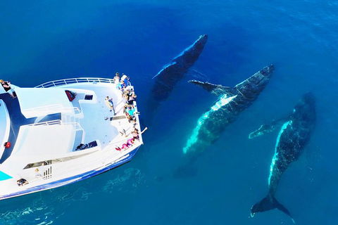 Hervey Bay Whale Watching Cruise - Queensland Tourism 9