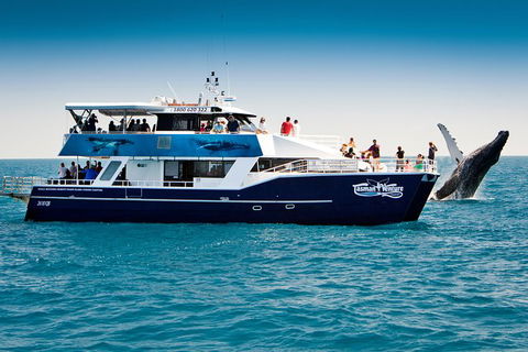 Hervey Bay Whale Watching Cruise - Queensland Tourism 7