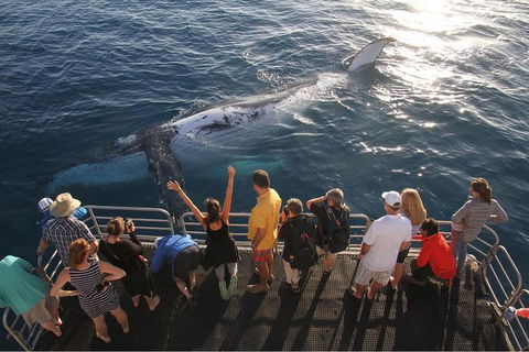 Hervey Bay Whale Watching Cruise - Queensland Tourism 6
