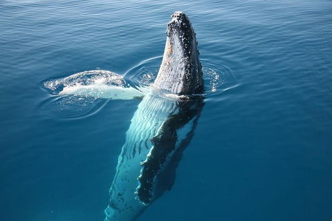 Hervey Bay Whale Watching Cruise - Queensland Tourism 8