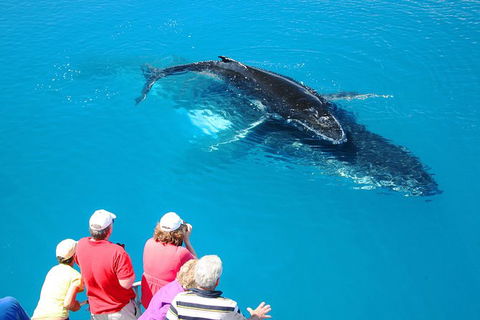 Hervey Bay Whale Watching Cruise - Queensland Tourism 5