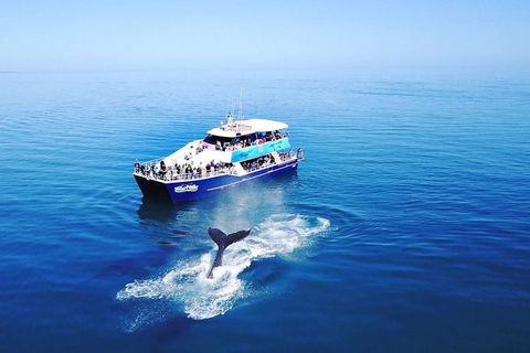 Hervey Bay Whale Watching Cruise - Queensland Tourism 10