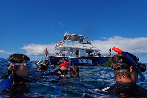 Hervey Bay Whale Swim And Watch - Queensland Tourism 5