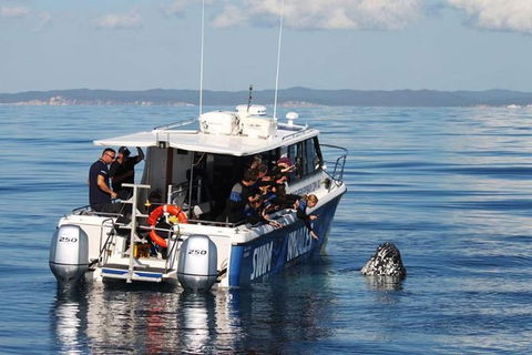 Hervey Bay Whale Swim And Watch - Queensland Tourism 3