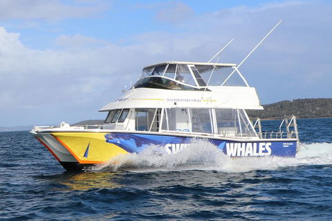 Hervey Bay Whale Swim And Watch - Queensland Tourism 2
