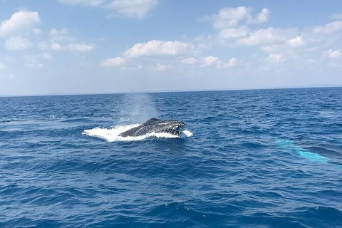 Hervey Bay Whale Swim And Watch - Queensland Tourism 6