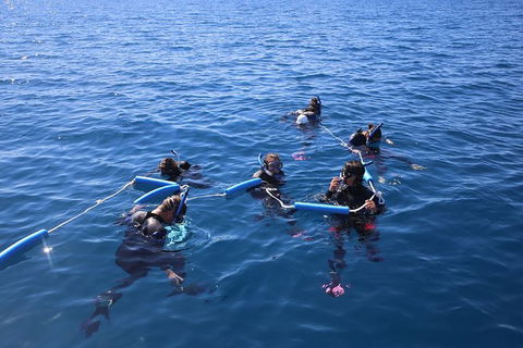 Hervey Bay Whale Swim And Watch - Queensland Tourism 8