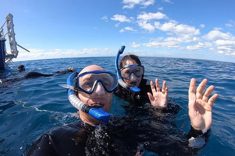Hervey Bay Whale Swim And Watch - Queensland Tourism 4