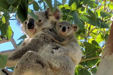 Magnetic Island Tour: Maggie Comprehensive - QLD Tourism 4