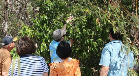 Magnetic Island Tour: Maggie Comprehensive - QLD Tourism 6