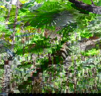 Cape Tribulation Daintree Rainforest and Wildlife Tour - QLD Tourism