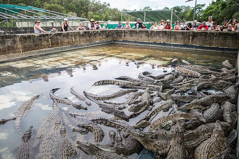 Hartley\'s Crocodile Adventures Day Trip From Palm Cove - QLD Tourism 7