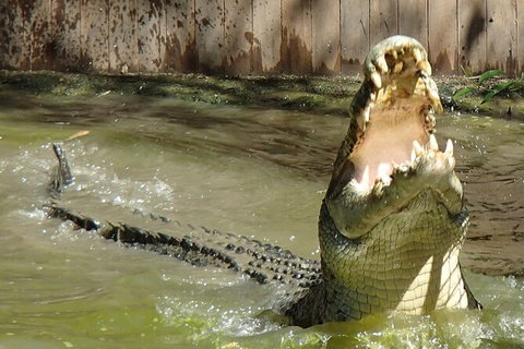 Hartley\'s Crocodile Adventures Day Trip From Palm Cove - QLD Tourism 4