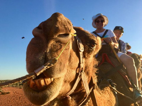 Uluru Small-Group Tour By Camel At Sunrise Or Sunset - QLD Tourism 7