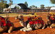 Uluru Small-Group Tour By Camel At Sunrise Or Sunset - thumb 15