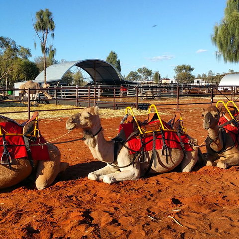 Uluru Small-Group Tour By Camel At Sunrise Or Sunset - QLD Tourism 15