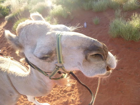 Uluru Small-Group Tour By Camel At Sunrise Or Sunset - QLD Tourism 10