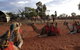 Uluru Small-Group Tour By Camel At Sunrise Or Sunset - thumb 24