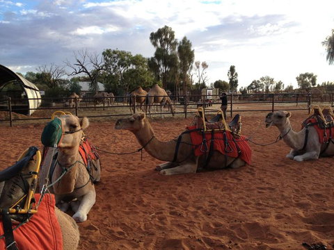 Uluru Small-Group Tour By Camel At Sunrise Or Sunset - QLD Tourism 24
