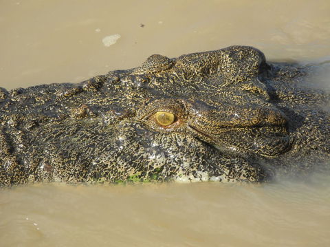 Darwin Jumping Crocodiles Cruise On Adelaide River - QLD Tourism 4