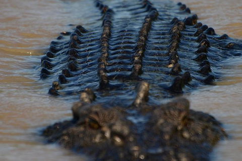 Darwin Jumping Crocodiles Cruise On Adelaide River - QLD Tourism 1