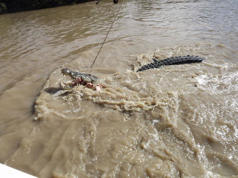 Darwin Jumping Crocodiles Cruise On Adelaide River - QLD Tourism 8