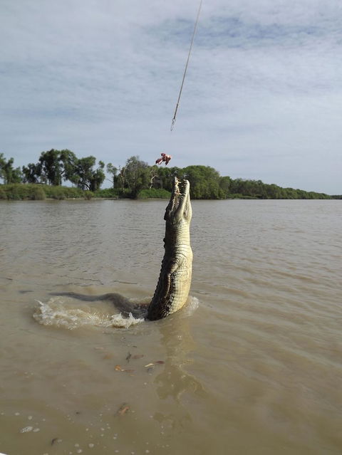 Darwin Jumping Crocodiles Cruise On Adelaide River - QLD Tourism 2