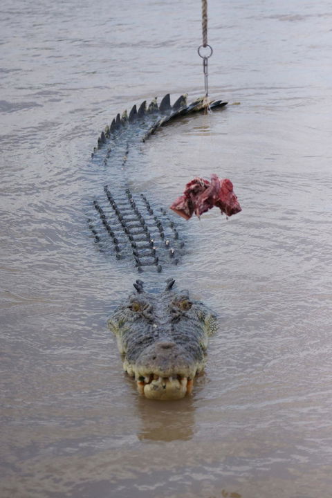 Darwin Jumping Crocodiles Cruise On Adelaide River - QLD Tourism 7