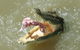 Darwin Jumping Crocodiles Cruise On Adelaide River - thumb 0