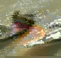 Darwin Jumping Crocodiles Cruise on Adelaide River - QLD Tourism