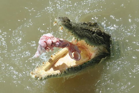 Darwin Jumping Crocodiles Cruise On Adelaide River - QLD Tourism 0