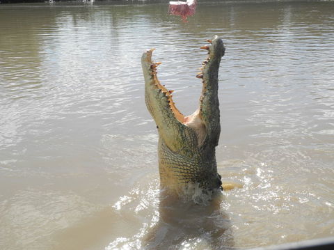 Darwin Jumping Crocodiles Cruise On Adelaide River - QLD Tourism 5