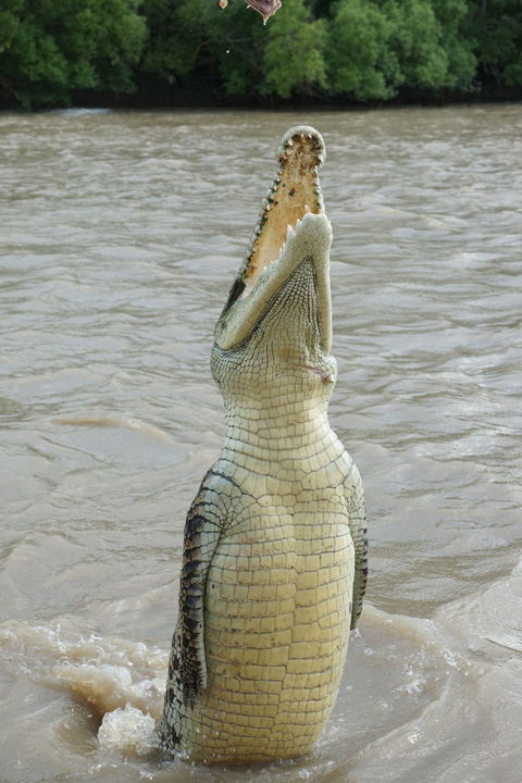 Darwin Jumping Crocodiles Cruise On Adelaide River - QLD Tourism 6