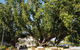 Darwin Heritage Walk - thumb 4