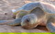 Turtle Tracks Tour To Bare Sand Island From Darwin - thumb 0