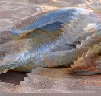 Turtle Tracks Tour to Bare Sand Island from Darwin - QLD Tourism