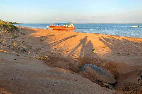 Turtle Tracks Tour To Bare Sand Island From Darwin - QLD Tourism 4
