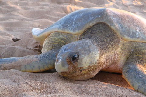 Turtle Tracks Tour To Bare Sand Island From Darwin - QLD Tourism 2