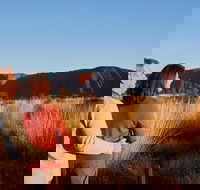 Uluru Sunrise and Kata Tjuta Half Day Trip - Queensland Tourism
