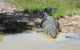 Darwin To Kakadu Day Trip By Air Including Yellow Water Cruise - thumb 5