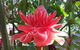 Walk The Darwin Botanic Gardens - thumb 5